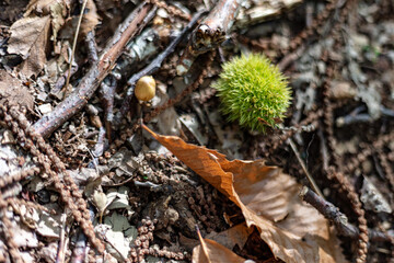 Close up of chestnut shell on the ground in a forest in Italy; conker with leaves