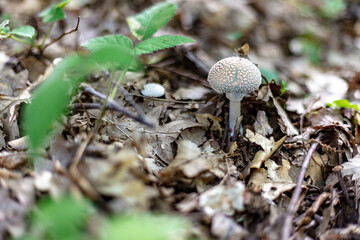 close up of a white fly amanita mushroom on the ground;  Amanita muscaria in a forest; fly amanita alba on the grass. Amanita muscaria var. alba in the woods