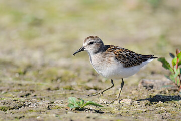 Sandpiper