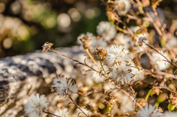 Rustic fence in the field. Old wooden fence overgrown with yellow autumn country grass.
