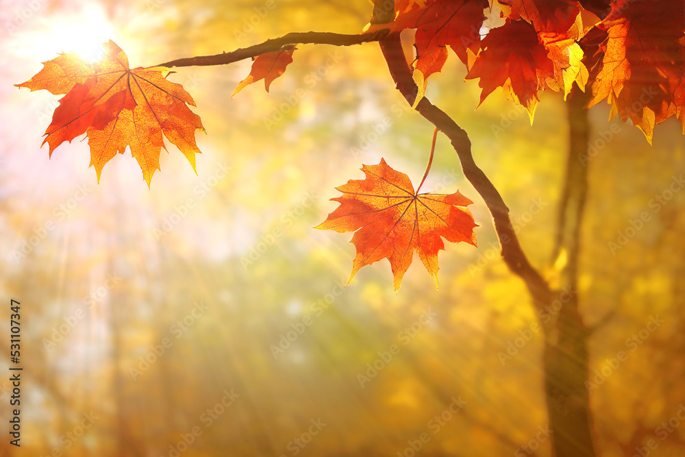 Wall mural maple tree branch with red autumn leaves, fall in a park, bright sun beams. generative ai illustrati