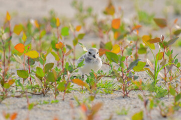 Piping Plover