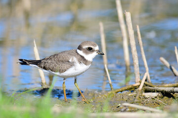 Semipalmated Plover