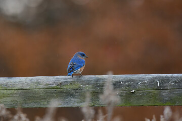 Eastern Bluebird