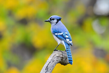 Blue Jay