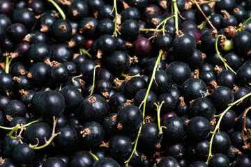 Heap of black currant closeup. Rich crop of berries of black currant. Textured background.
