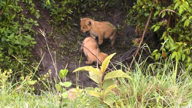 Four baby lion cubs playing in muddy pit. Two cubs hiding uder a bush