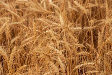 Close up of wheat ears, field of wheat in a summer day. Harvesting period