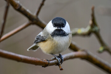 Obraz premium Black Capped Chickadee