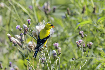 American Goldfinch