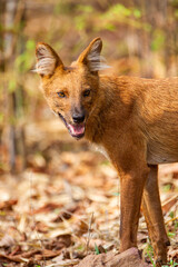 Dhole or Indian Wild Dog standing alongside the road resting after a failed hunt in Tadoba National Park, India
