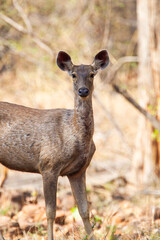 Sambar Deer on alert for tigers in the forest in Tadoba Tiger Reserve, India