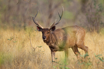 Sambar Deer on alert for tigers in the forest in Tadoba Tiger Reserve, India