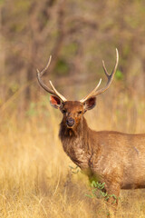 Sambar Deer on alert for tigers in the forest in Tadoba Tiger Reserve, India