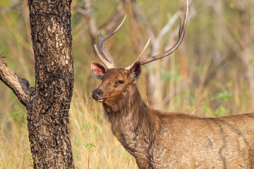 Sambar Deer on alert for tigers in the forest in Tadoba Tiger Reserve, India