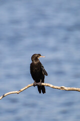 Little Cormorant perched on a dead branch overlooking a dam