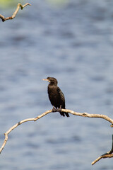 Little Cormorant perched on a dead branch overlooking a dam