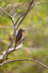 Jungle owlet on a perch in the Indian grasslands of the Tadoba National Park in India	