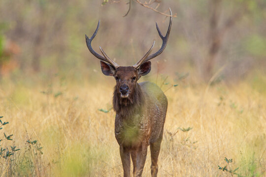 Sambar Deer on alert for tigers in the forest in Tadoba Tiger Reserve, India