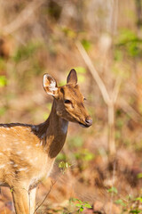 Spotted deer grazing on the forest floor looking out for Tigers in Bandhavgarh, India