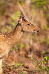 Spotted deer grazing on the forest floor looking out for Tigers in Bandhavgarh, India