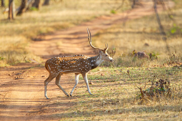 Naklejka na ściany i meble Spotted deer grazing on the forest floor looking out for Tigers in Bandhavgarh, India