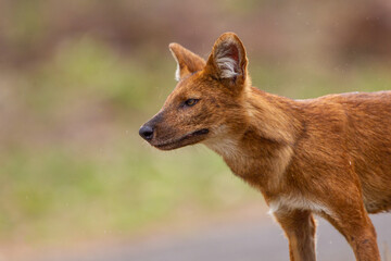 Dhole or Indian Wild Dog standing alongside the road resting after a failed hunt in Tadoba National...