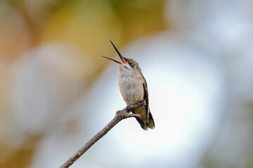 Ruby Throated Hummingbird