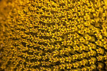 Sunflower texture and background. Texture of sunflower pollen.