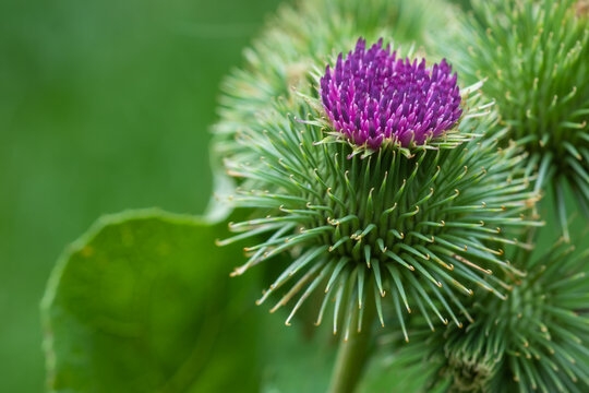 Greater burdock or edible burdock flowers, Arctium lappa