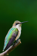 Fototapeta na wymiar Ruby Throated Hummingbird