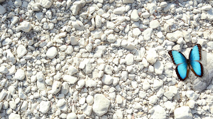 Unusual background, white stones and beautiful blue iridescent butterfly Morpho, template for...