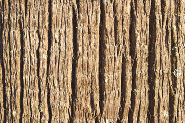 wood texture