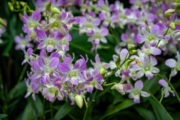 Singapore City Botanical Orchid Garden
