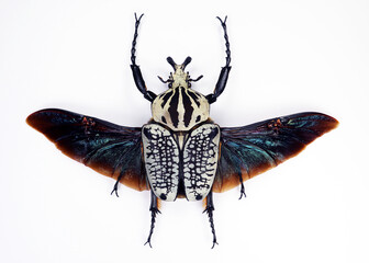 Beetle isolated on white. Goliathus orientalis black wings close up macro, collection insects,...