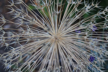 Autumn image of allium at the end of the flowering season with seeds visible