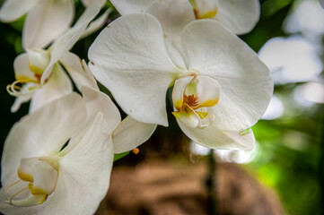 Naklejka na ściany i meble Singapore City Botanical Orchid Garden 