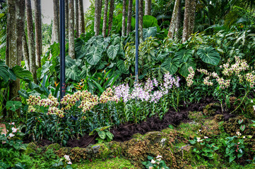 Singapore City Botanical Orchid Garden
