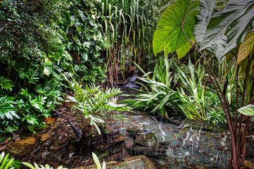 Singapore City Botanical Orchid Garden