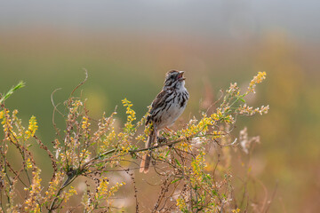 Song Sparrow
