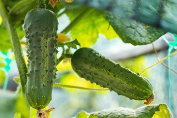 Green fresh cucumbers hang on a plant in the field. Growing vegetables in the garden