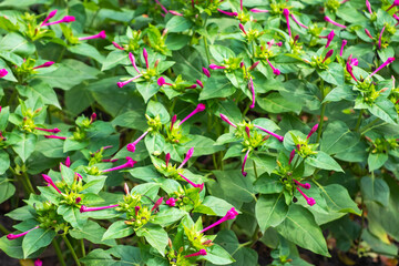 Mirabilis jalapa, the marvel of Peru or four o'clock flower, is the most commonly grown ornamental species