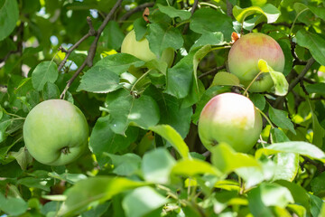 Green apples on a branch ready to be harvested, outdoors, selective focus