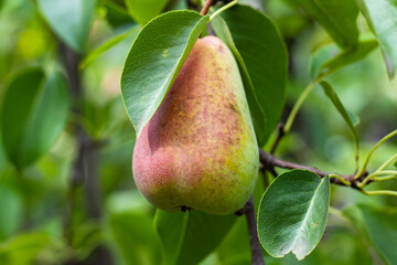 Fresh juicy pears on pear tree branch. Organic pears in natural environment. Crop of pears in summer garden