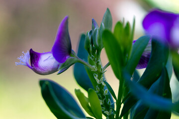 Poligala a foglie di mirto, fiore