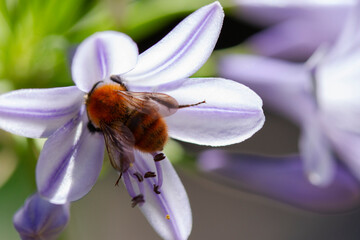 Ape all'interno del fiore impollinazione