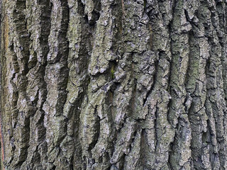 Background, texture, tree bark