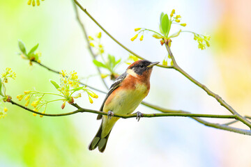 Bay Breasted Warbler