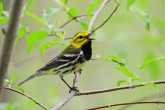 Black Throated Green Warbler