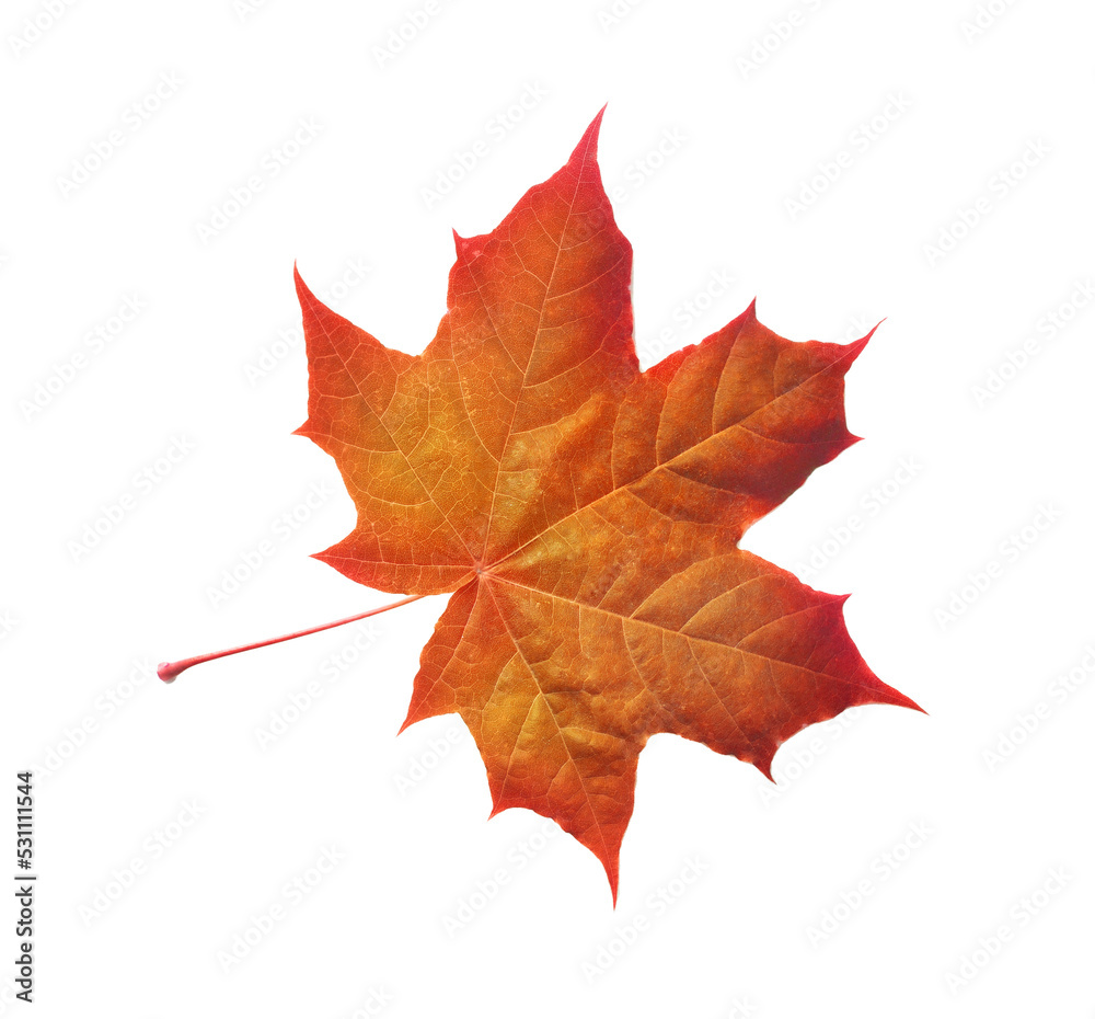 Wall mural colorful autumn maple leaf isolated on white background with place for your text
